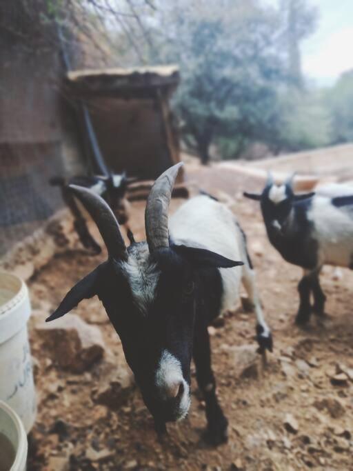 Casa Rural En El Campo Con Animales, Piscina Y Barbacoa Almodóvar del Río Dış mekan fotoğraf