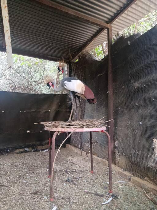 Casa Rural En El Campo Con Animales, Piscina Y Barbacoa Almodóvar del Río Dış mekan fotoğraf