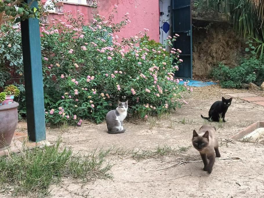 Casa Rural En El Campo Con Animales, Piscina Y Barbacoa Almodóvar del Río Dış mekan fotoğraf