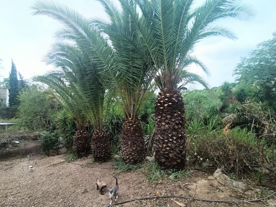 Casa Rural En El Campo Con Animales, Piscina Y Barbacoa Almodóvar del Río Dış mekan fotoğraf