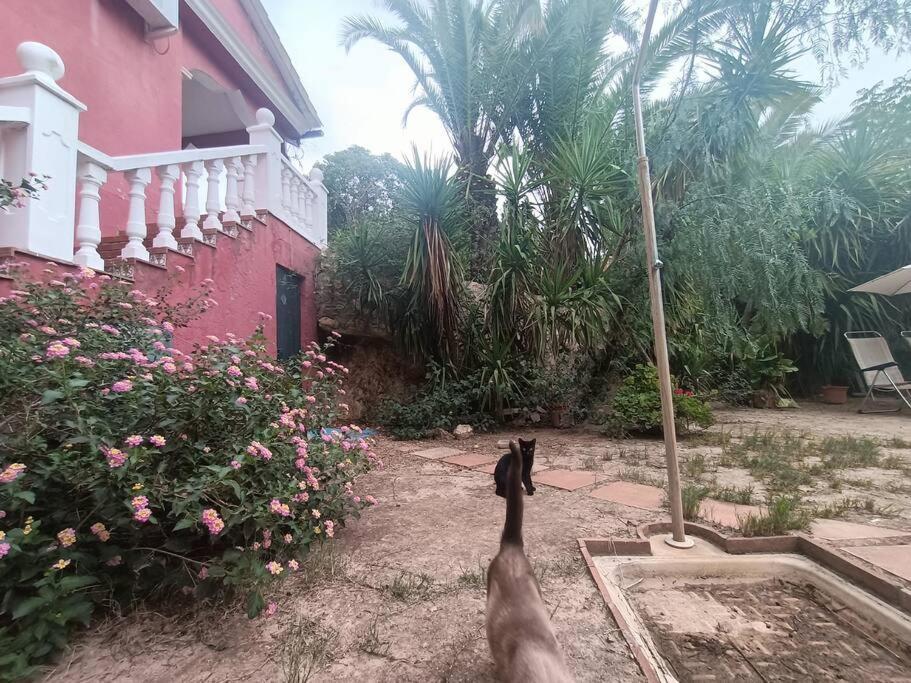 Casa Rural En El Campo Con Animales, Piscina Y Barbacoa Almodóvar del Río Dış mekan fotoğraf