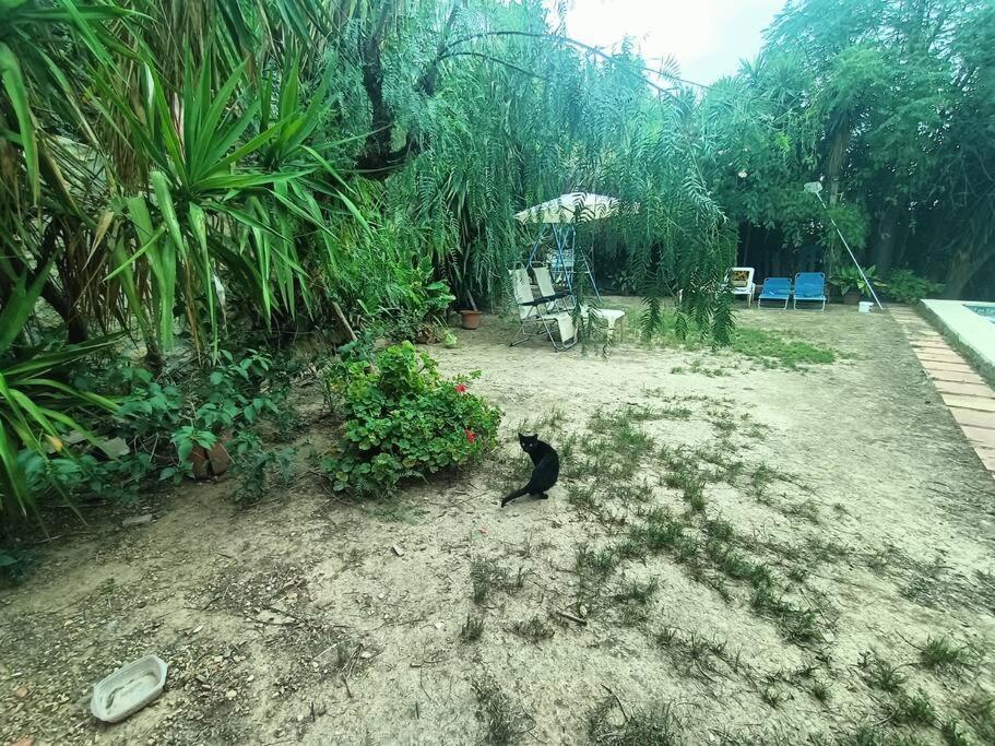 Casa Rural En El Campo Con Animales, Piscina Y Barbacoa Almodóvar del Río Dış mekan fotoğraf