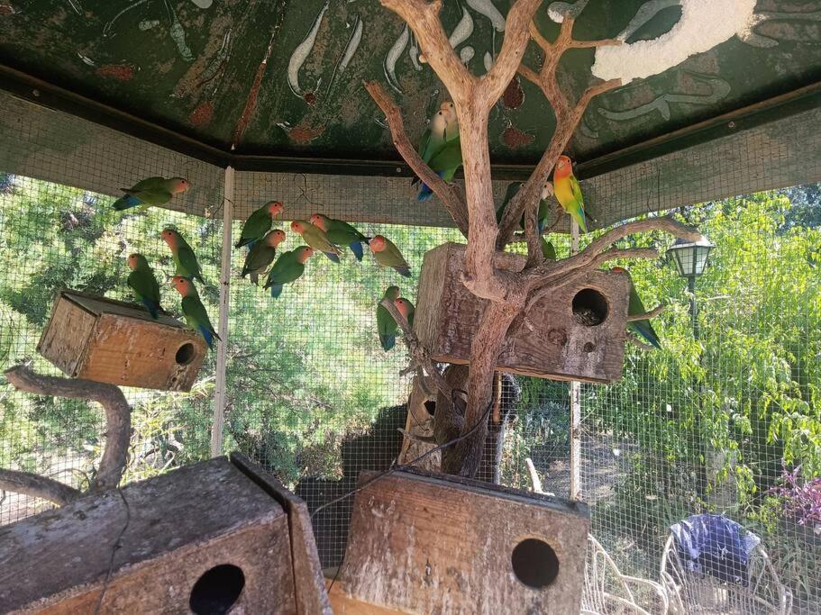 Casa Rural En El Campo Con Animales, Piscina Y Barbacoa Almodóvar del Río Dış mekan fotoğraf