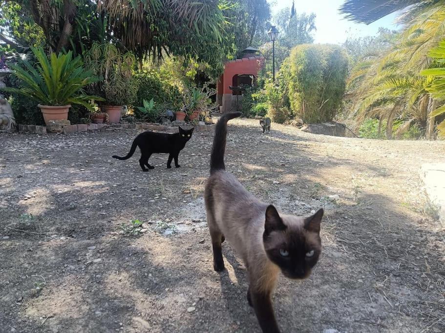 Casa Rural En El Campo Con Animales, Piscina Y Barbacoa Almodóvar del Río Dış mekan fotoğraf